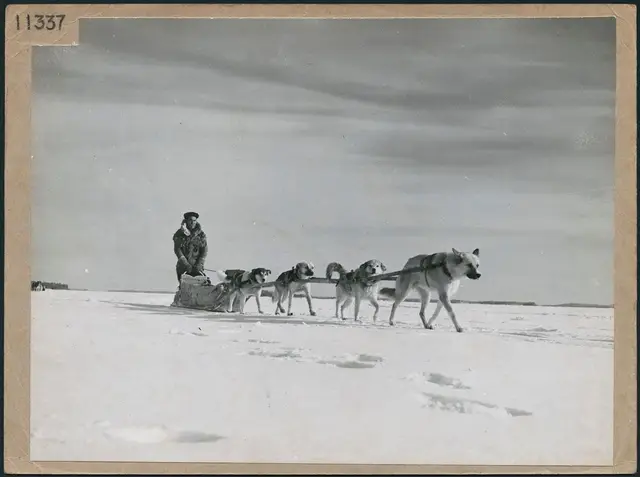 Dog team crossing frozen Lac la Ronge